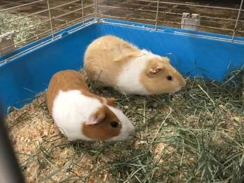 Rescue Guinea Pig Guinea Pigs for Adoption in San Diego, California - Jeep ( Bonded To Clock Tower) | PetCurious